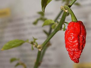 Bhut Jolokia，也被称为幽灵智利