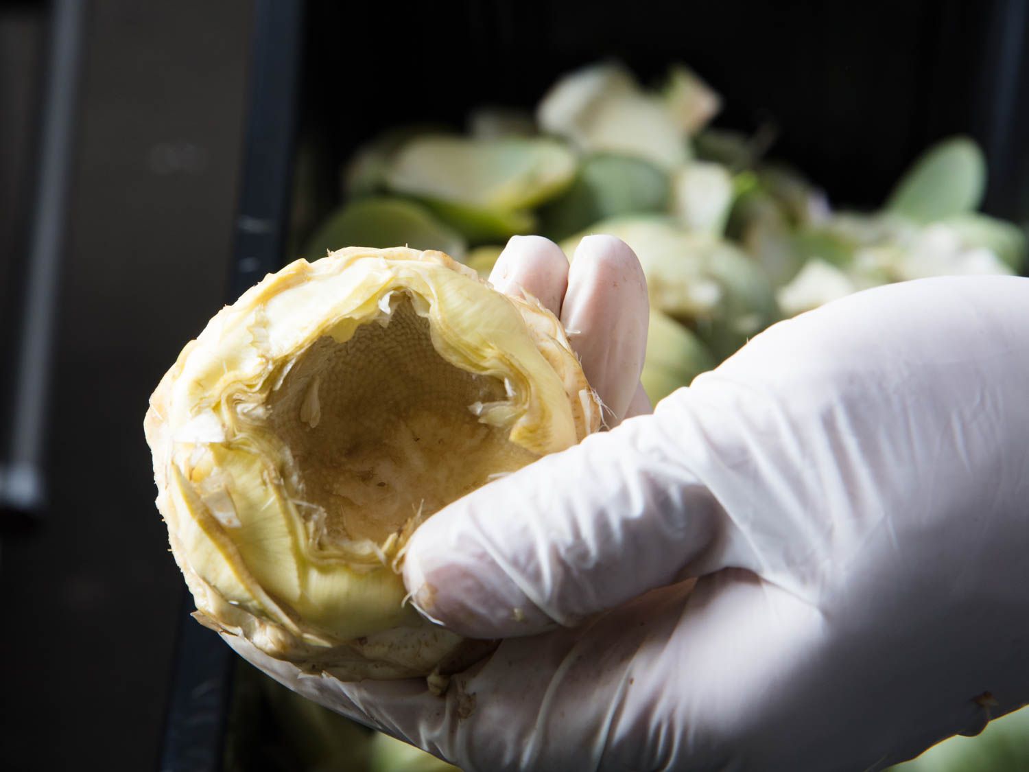 A gloved hand holding a fully cleaned artichoke heart.