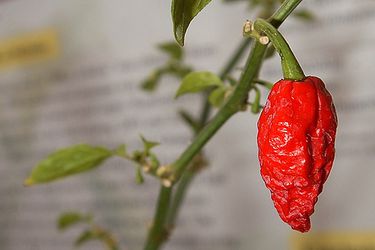 Bhut Jolokia, also known as the ghost chile