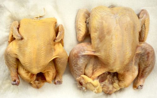 两只鸡胸部朝上躺在一层纸巾上的俯拍镜头。左边的是一只康沃尔小母鸡;右边的鸡要大得多。