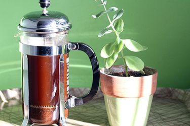 在一株植物旁边的法式压壶里煮咖啡。