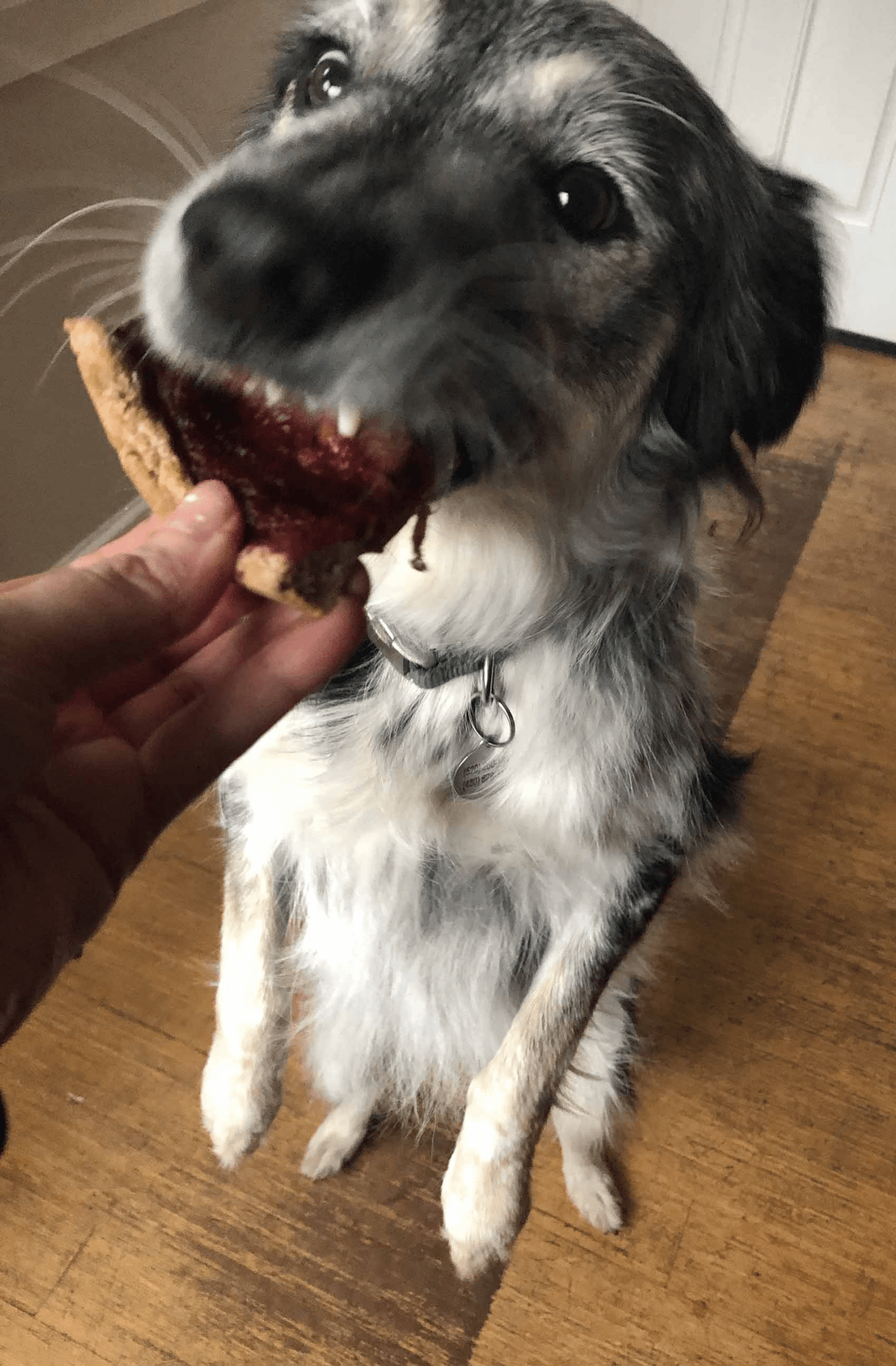 Ezri Dax(一只狗)正在吃一块披萨＂width=