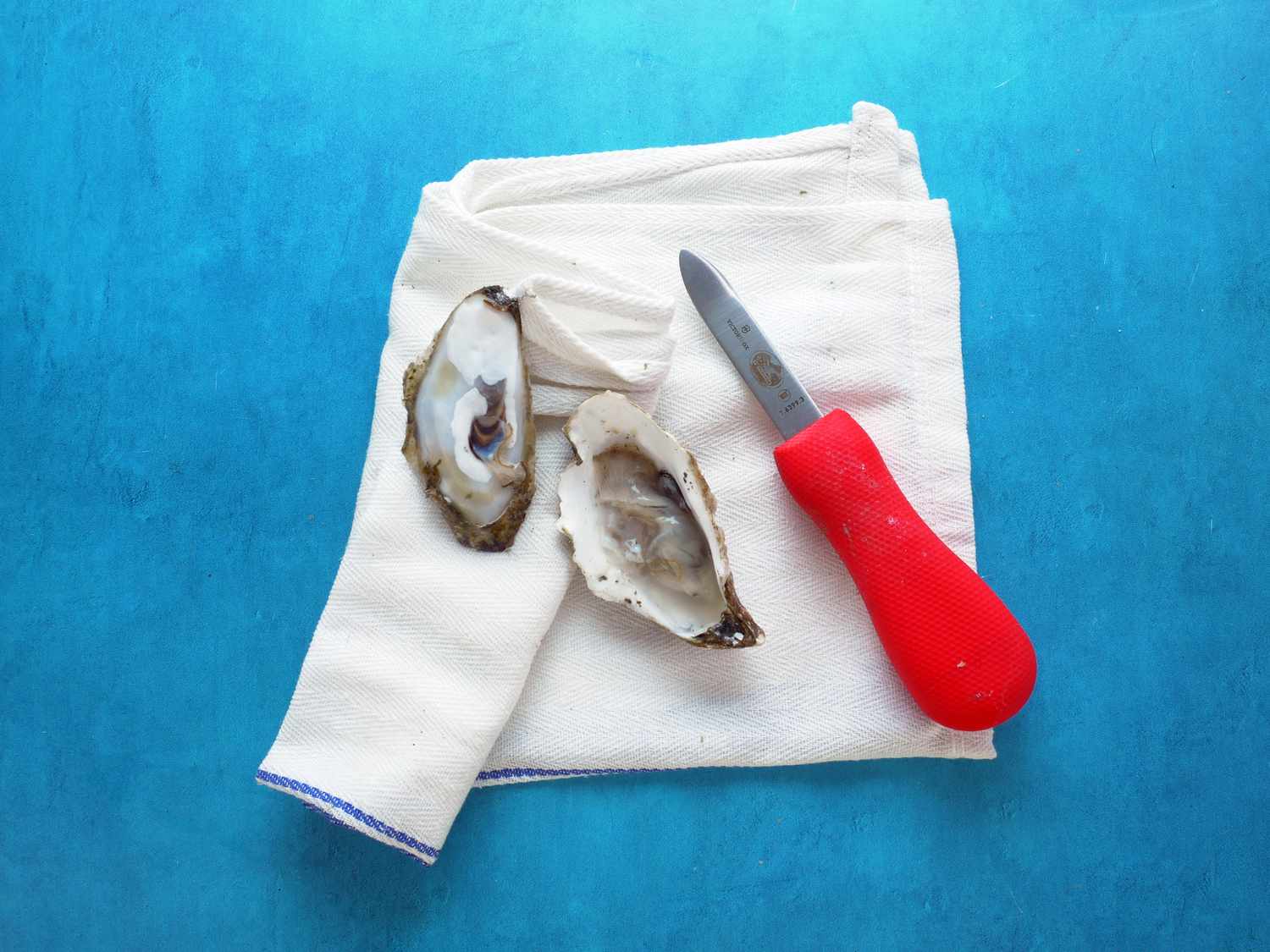 victorinox oyster knife on a folded towel with a shucked oyster