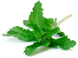 fresh mint leaves