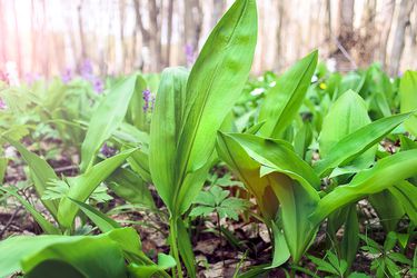 20210322-ramp-foraging-GettyImages