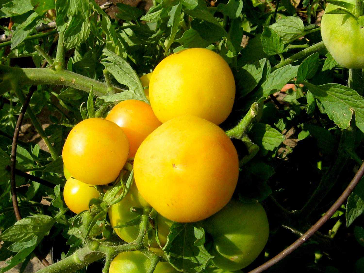 20150622-tomato-guide-garden-peach-flickr.jpg