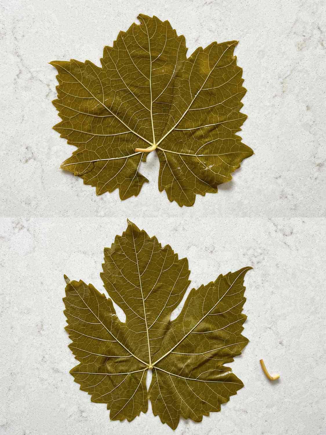 两个图像拼贴。上:葡萄叶面朝下放在桌子上，葡萄茎朝上。底部:茎从左侧取下，放在茎的右侧