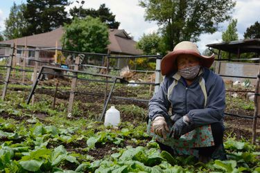 20200604-community-garden-covid-tove-danovich.jpg-7