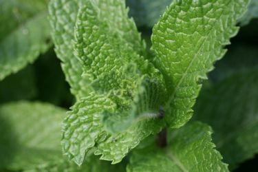 20110527-153877-mint-leaf.jpg