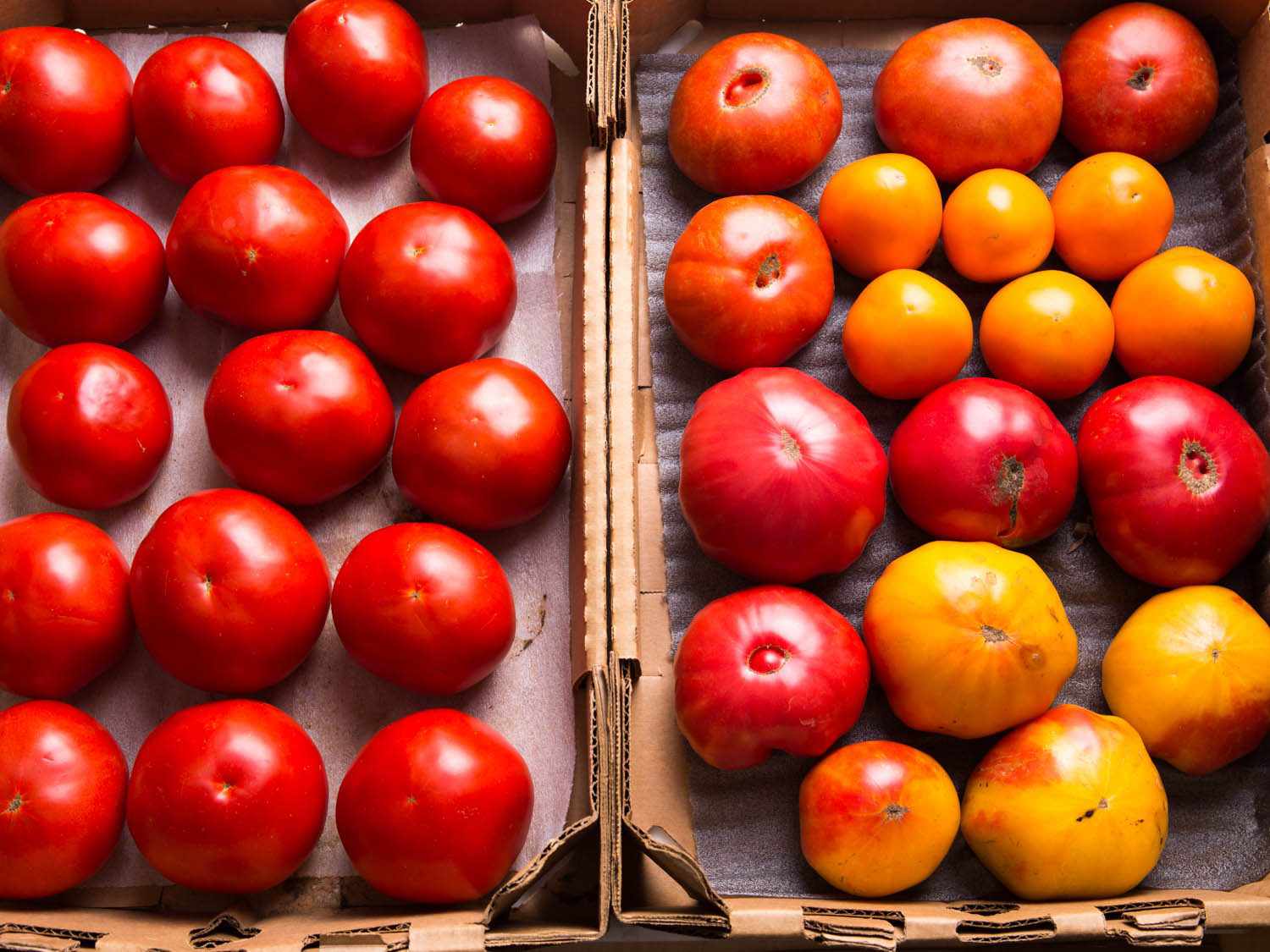 Overhead view of two cardboard produce boxes filled with a single layer of ripe summer tomatoes.