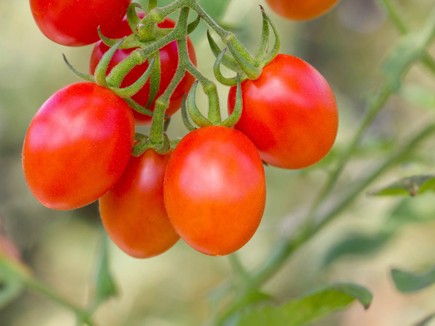 20150622 -番茄指导shutterstock.jpg——葡萄