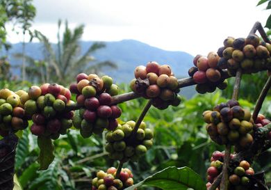 sumatra-coffee.jpg