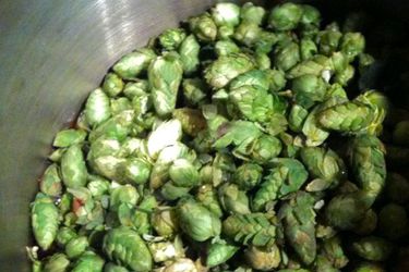 20110912 - 169823 -新鲜hops.jpg