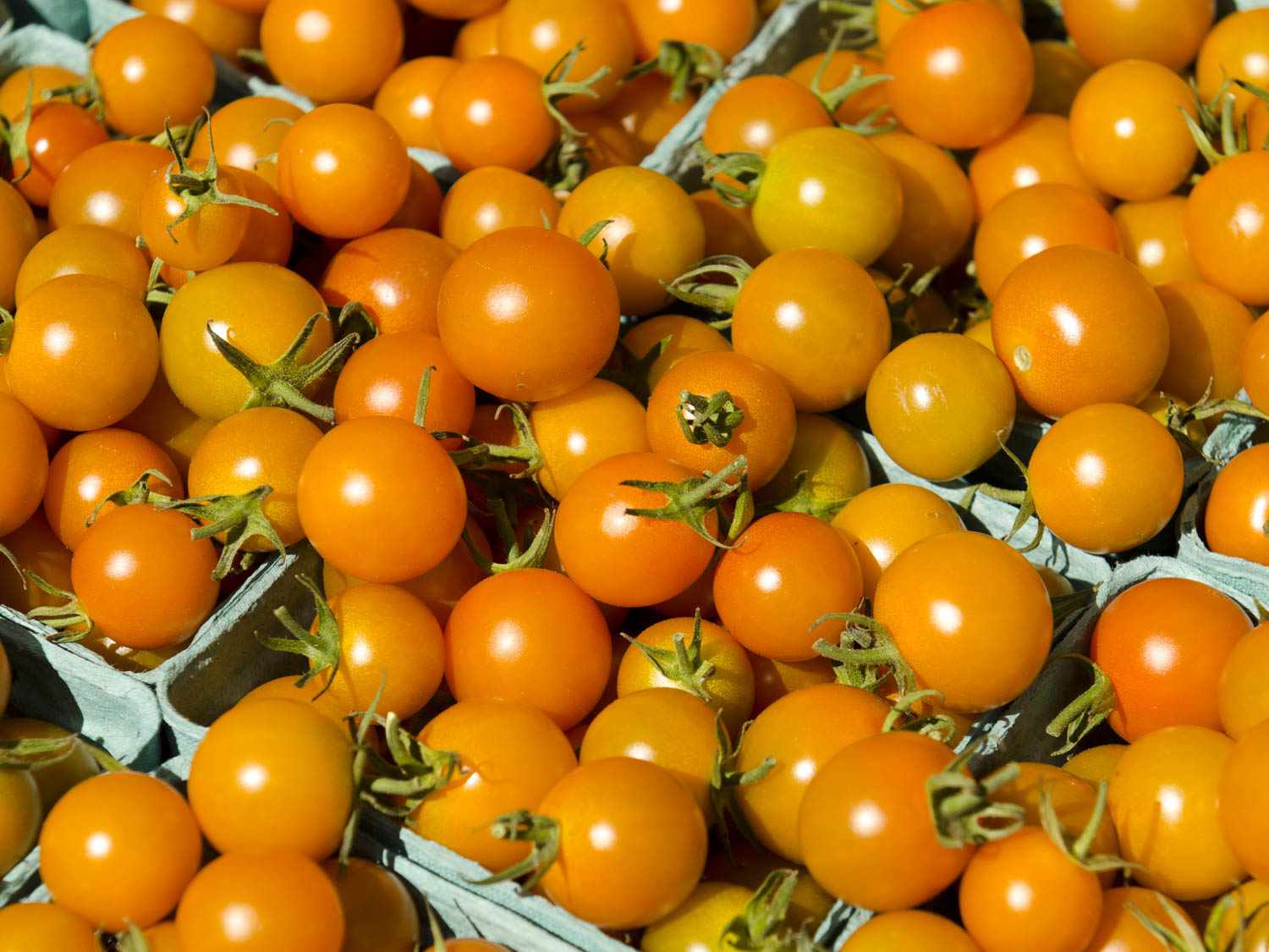 20150622-tomato-guide-sungold-shutterstock.jpg