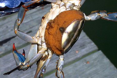 20100125——marylandcrab.jpg