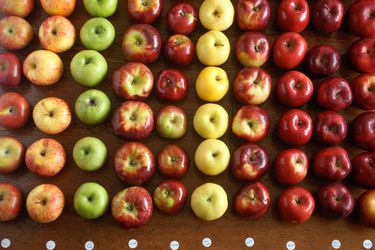 一排各种类型和颜色的苹果