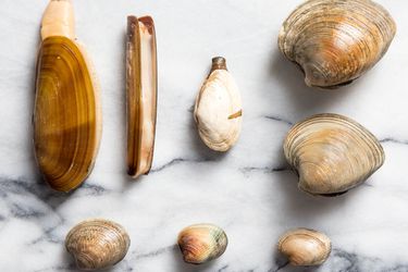 A selection of clams in shell: Pacific Razor, Atlantic Razor, Steamer, Chowder, Cherrystone, Littleneck, Cockle, and Manila