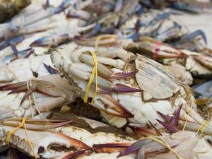 20120810-singapore-wet-market-tekka-crab.jpg