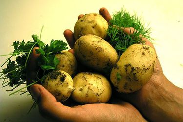 20081205 potatoes.jpg