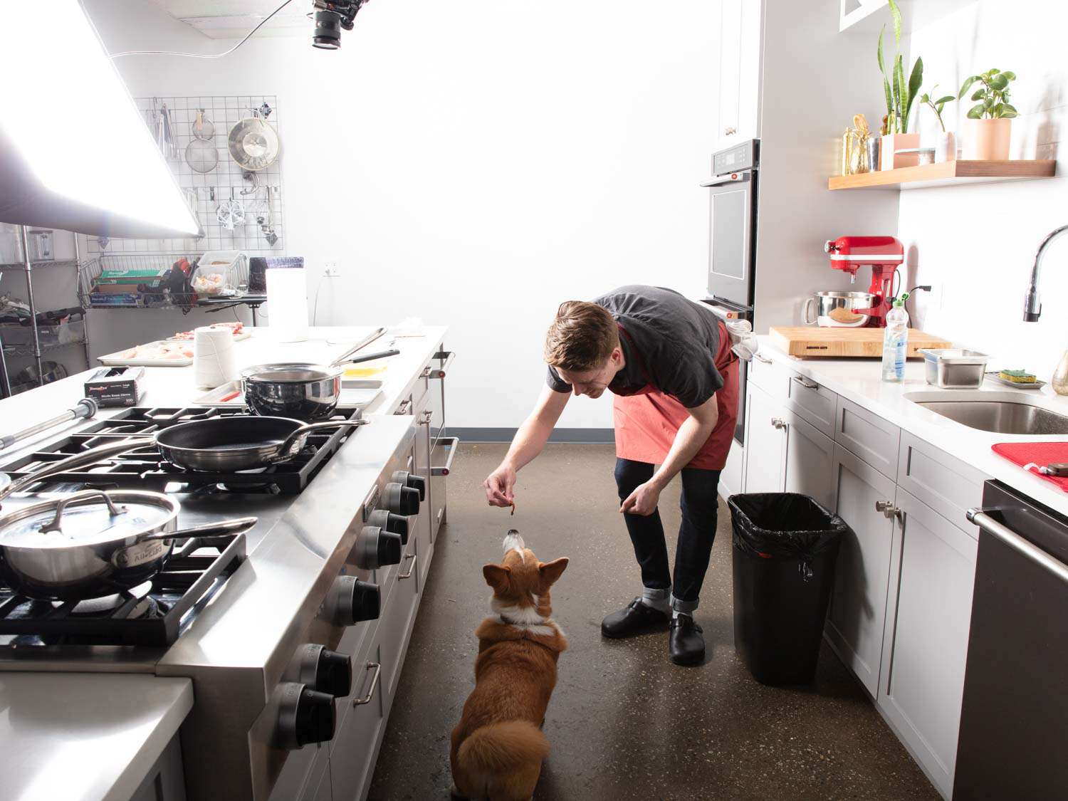 一只名叫巴纳比的狗正在严肃饮食测试厨房里被萨沙·马克思喂鸭子华体会app入口