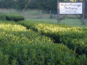 A field of tea with a sign for the Great Mississippi Tea Company.