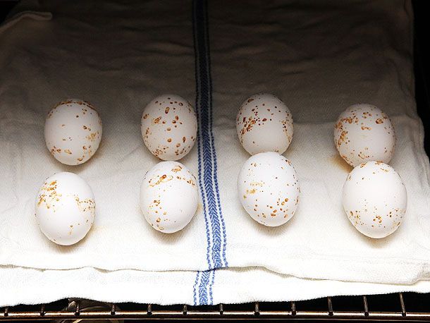 Eight eggs on moist towel placed in oven.