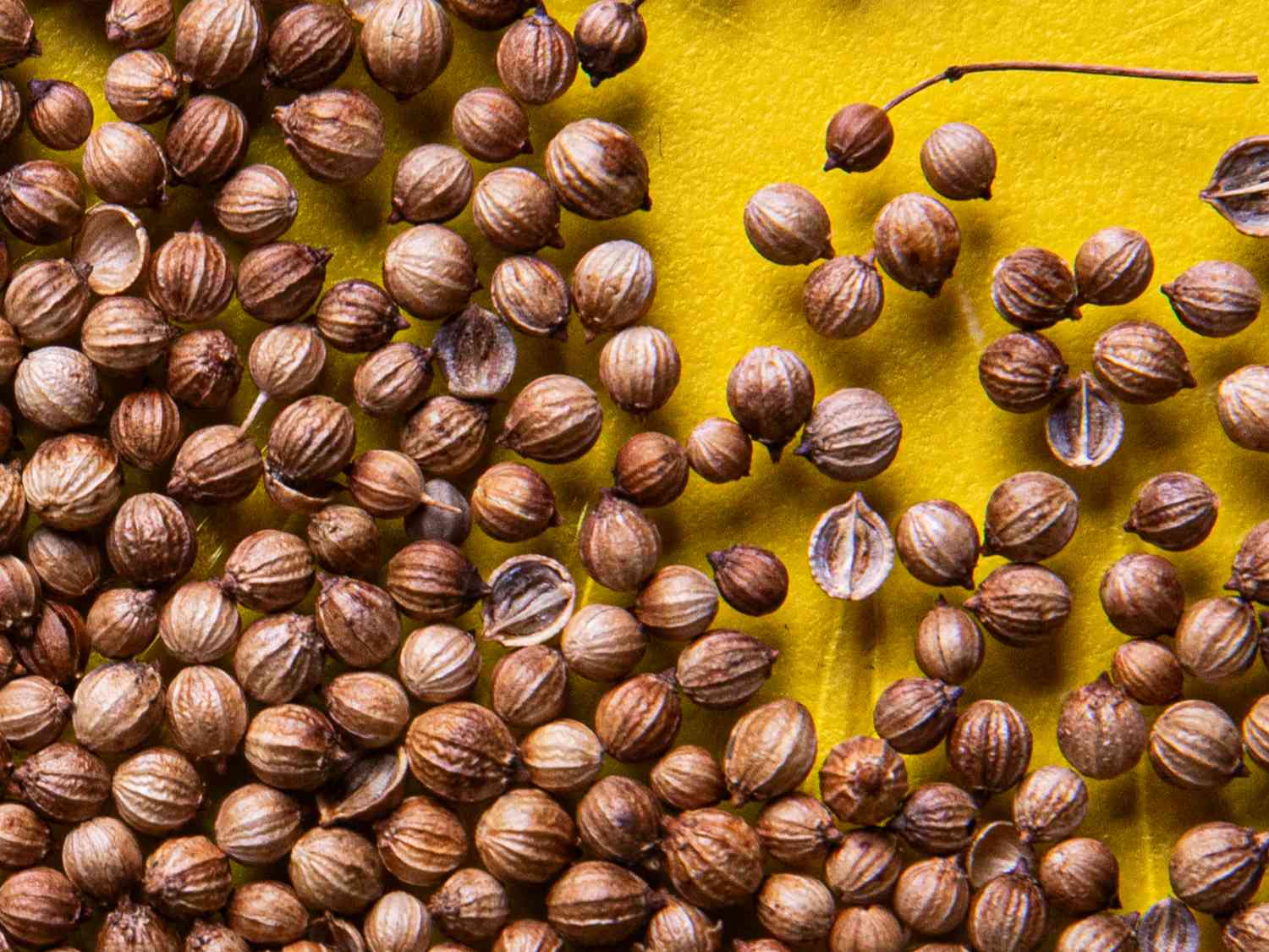 Closeup of corainder seeds against a yellow background.