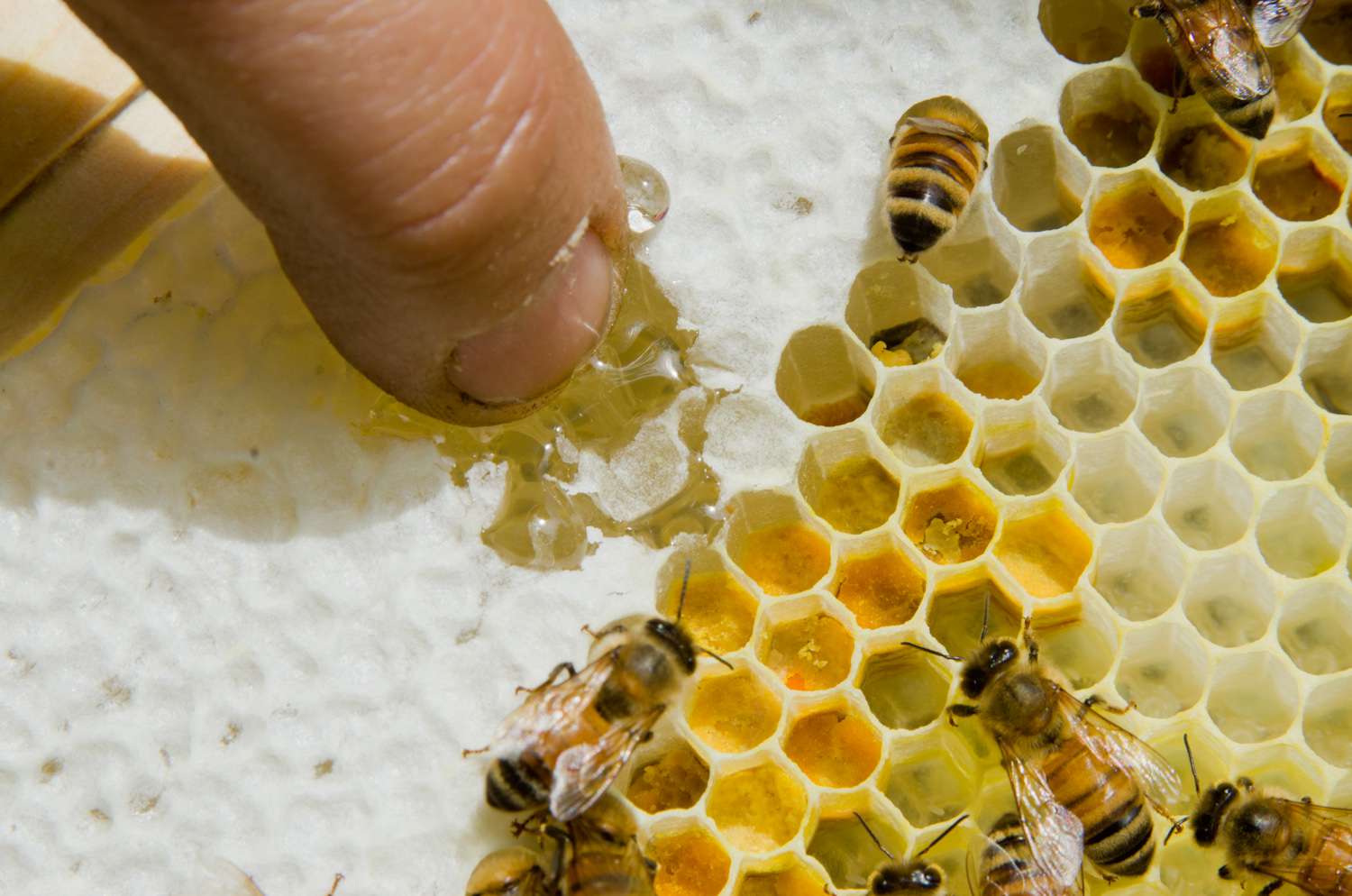 20140617 -蜂蜜蜜蜂- max - falkowitz蜡- 1. - jpg