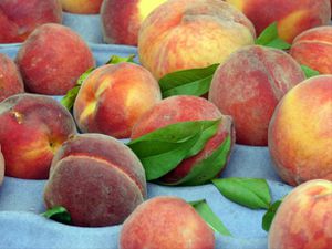 20120801 peachesprimshrub.jpg