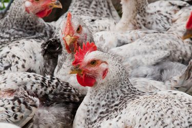 工业农场里的一群鸡。