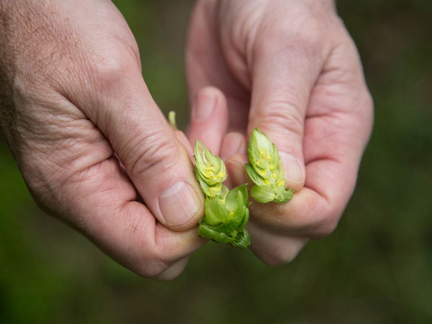 20140903-hop-farm-split-hop-rabi-abonour.jpg