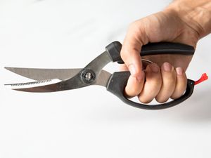 Hand holding black-handled poultry shears
