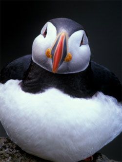 20120415——puffin.jpg