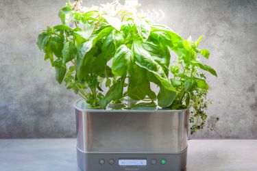 an aerogarden herb garden with herbs in it