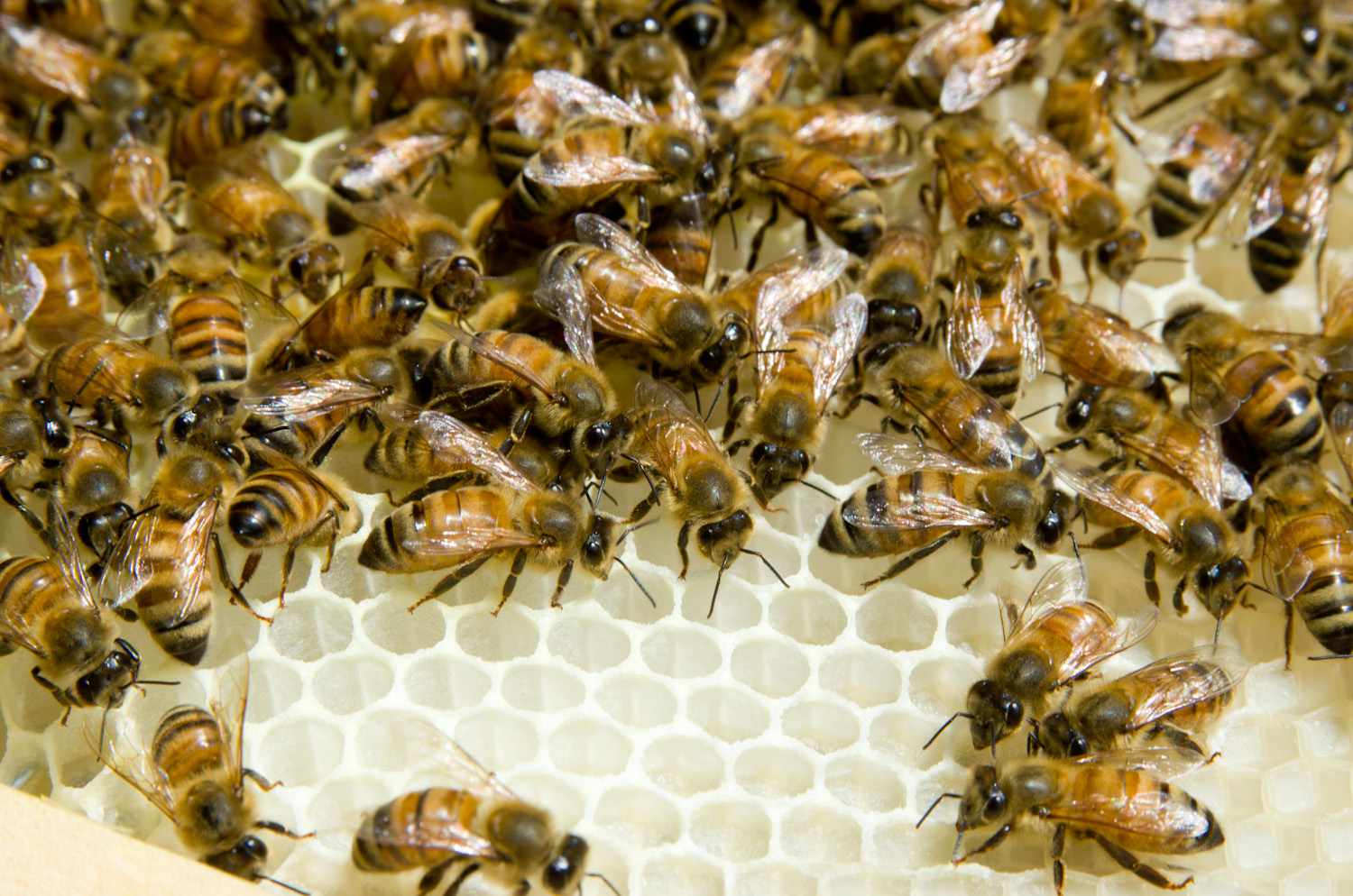 20140617 -蜂蜜蜜蜂- max - falkowitz蜡- 5. - jpg