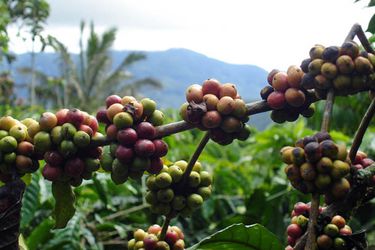 sumatra-coffee.jpg