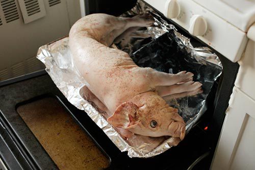 A suckling pig on two rimmed baking sheet about to go into the oven.