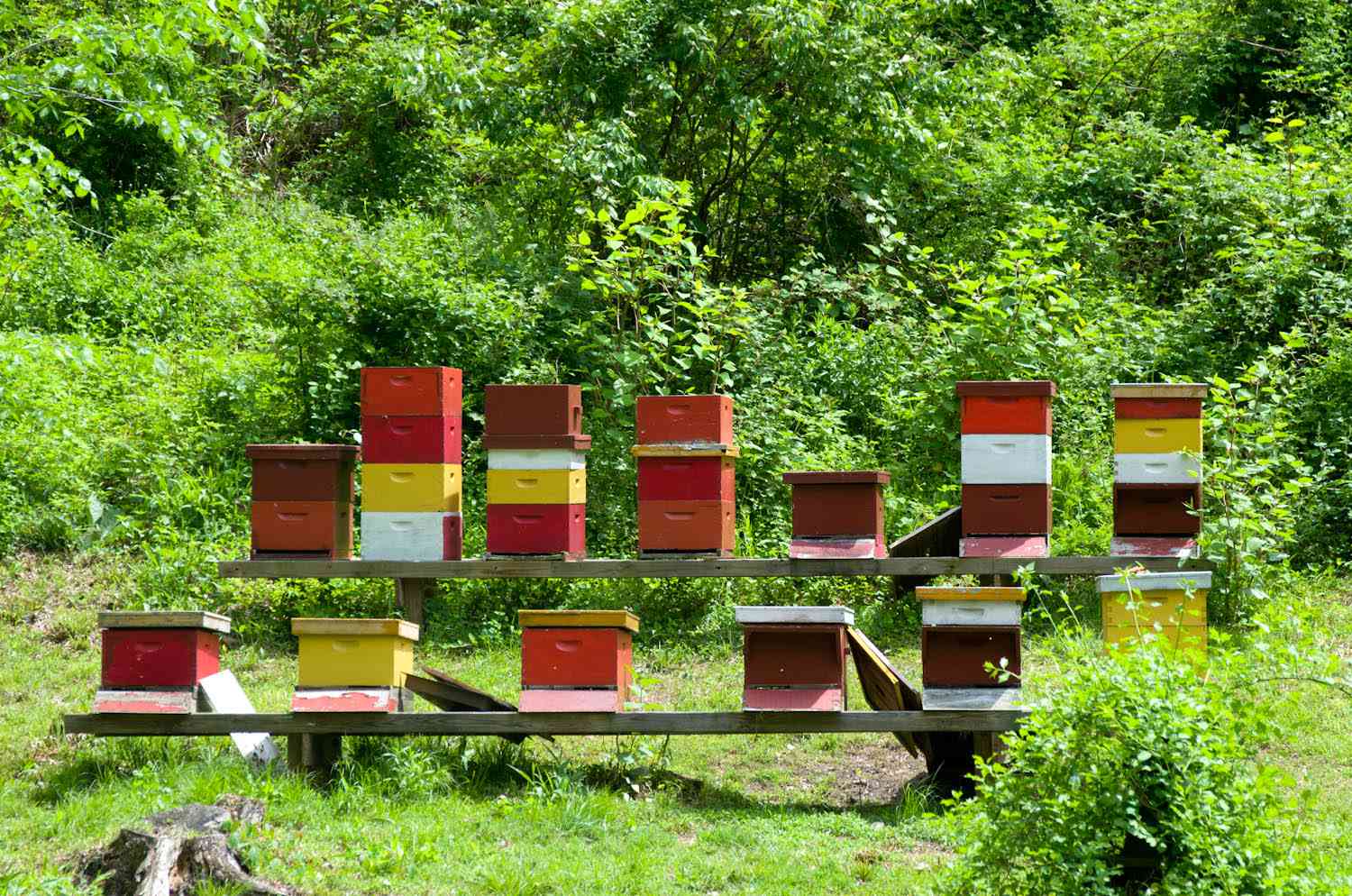 20140617 -蜂蜜蜜蜂- max - falkowitz hives.jpg