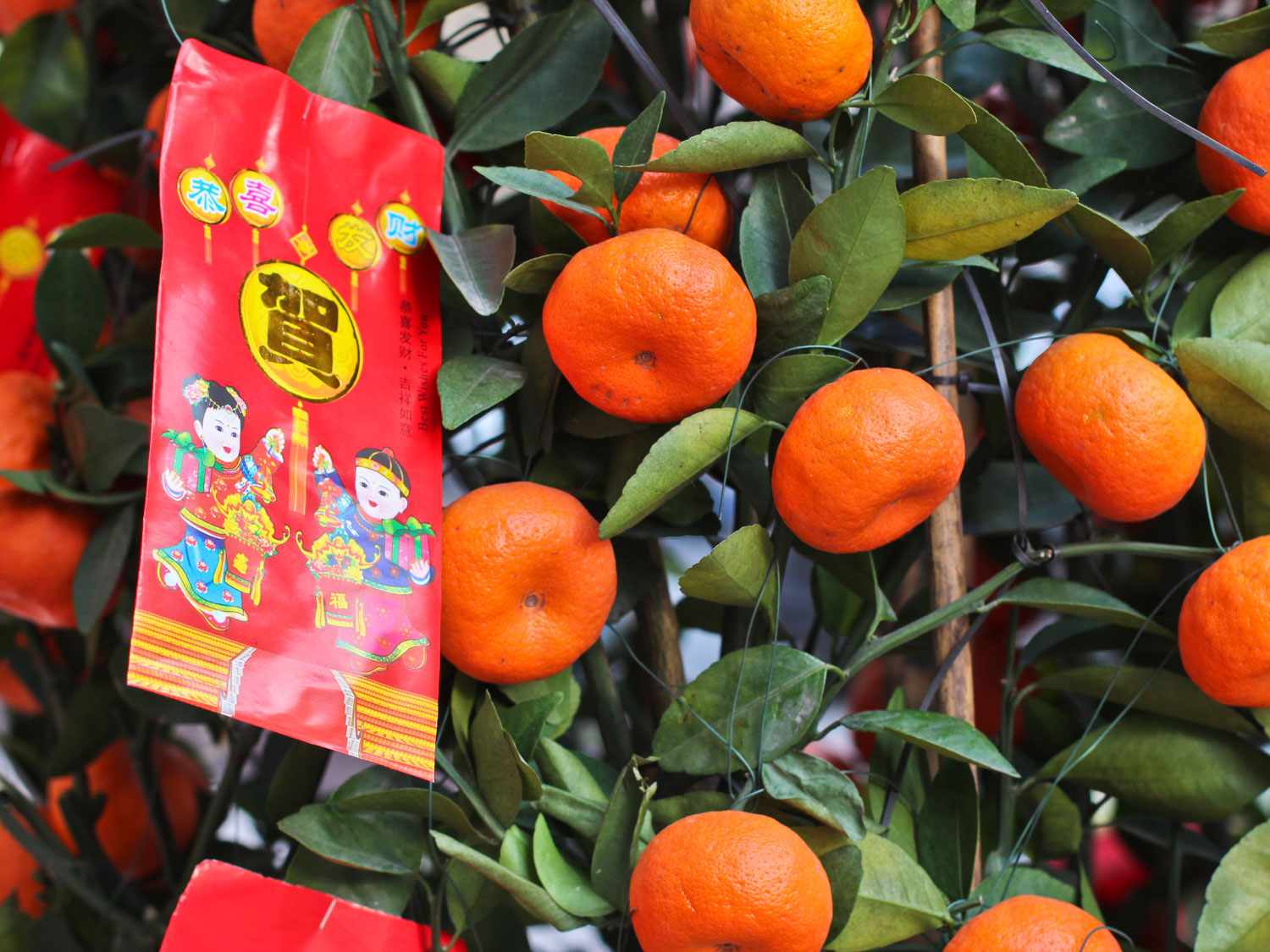 20170116-chinese-new-year-2017-lucky-fruit-kanthor.jpg