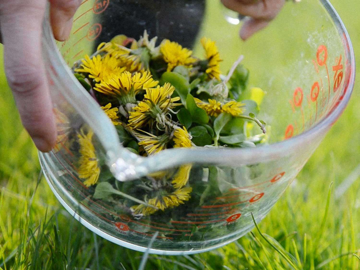 dandelion-science-friday-edit.jpg