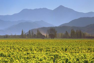 cloudy-bay-marlborough.jpg