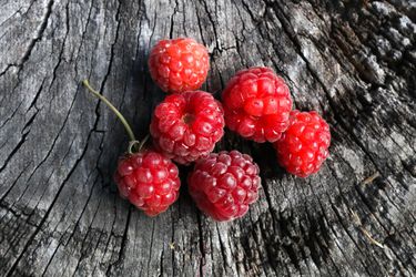 Red loganberries on a weathered tree stump