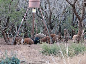 Wild pigs at a feeder in the woods in Texas.