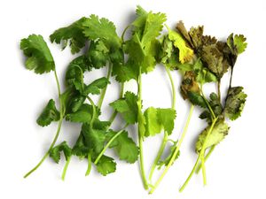 Cilantro in declining states of freshness