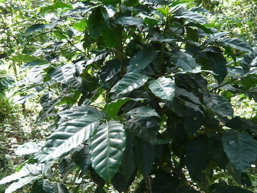 20120826——coffeeplant.jpg