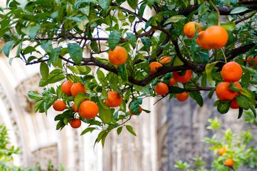 20141103-seville-oranges-max-falkowitz.jpg