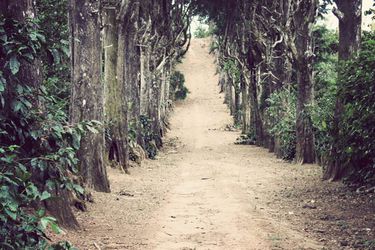 SE-coffee-shade-grown-landscape.jpg