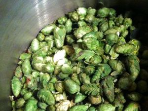 20110912 - 169823 -新鲜hops.jpg