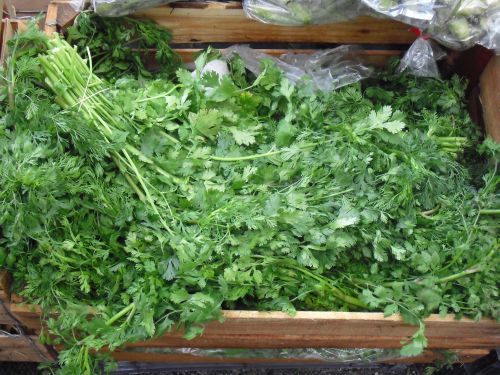 20100427 cilantro.jpg