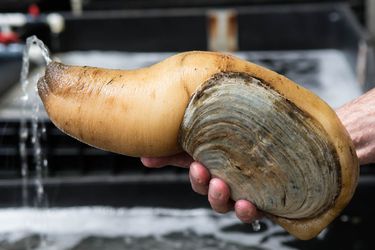 05062105-tomky-geoduck-adult.jpg